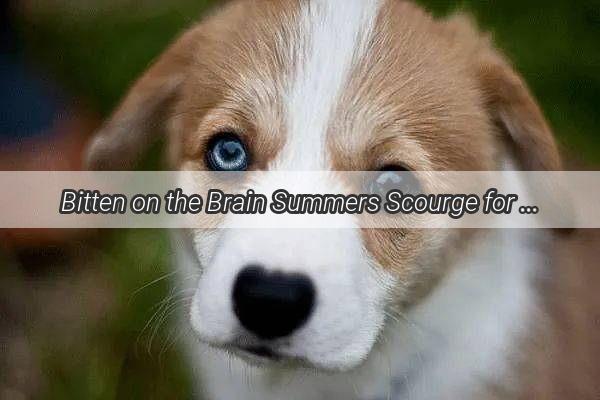 Bitten on the Brain Summers Scourge for Our Furry Friends